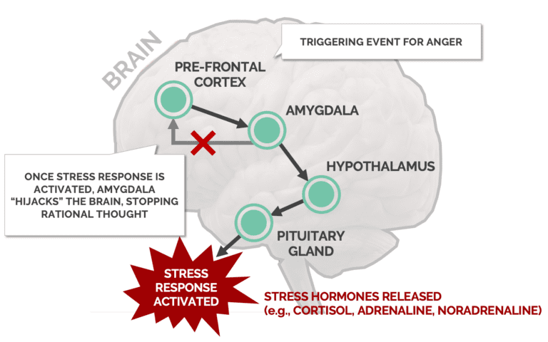 Infographics of How Anger is being Triggered in Our Brain