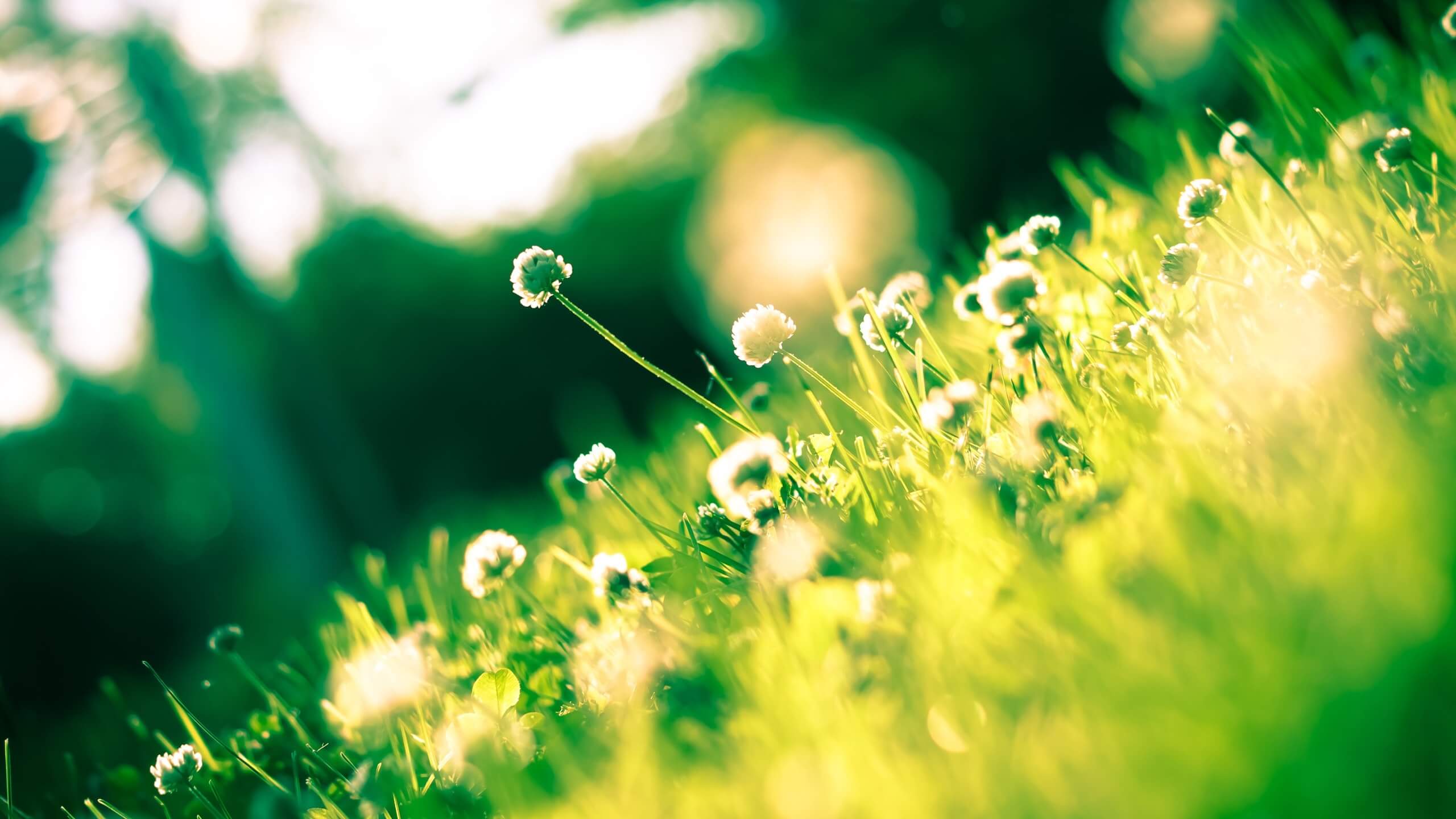 A tall flower growing symbolising hope