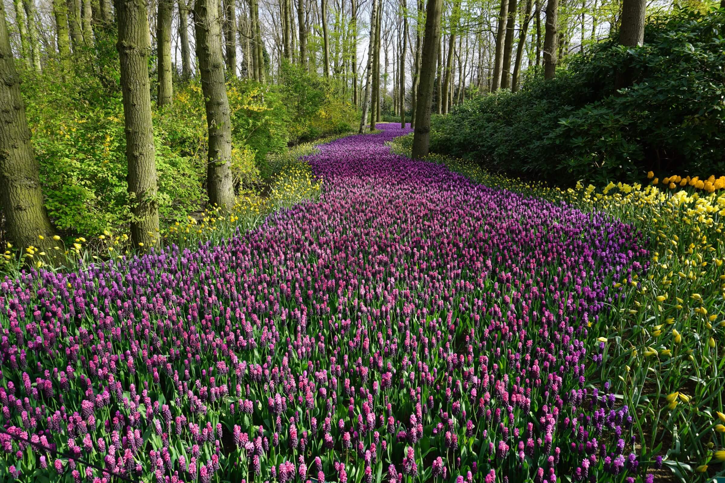 A flower track symbolising the path to recovery